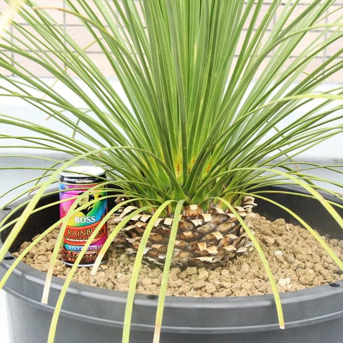 ■01　ダシリリオン ロンギシマム　Dasylirion longissimum