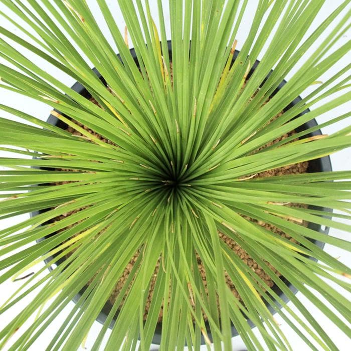 ■01　ダシリリオン ロンギシマム　Dasylirion longissimum