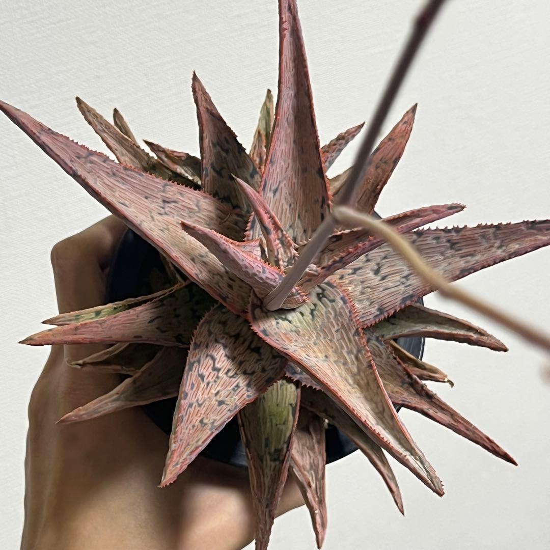 アロエ・TCT•ハイブリッド (Aloe TCT Hybrid)・大株