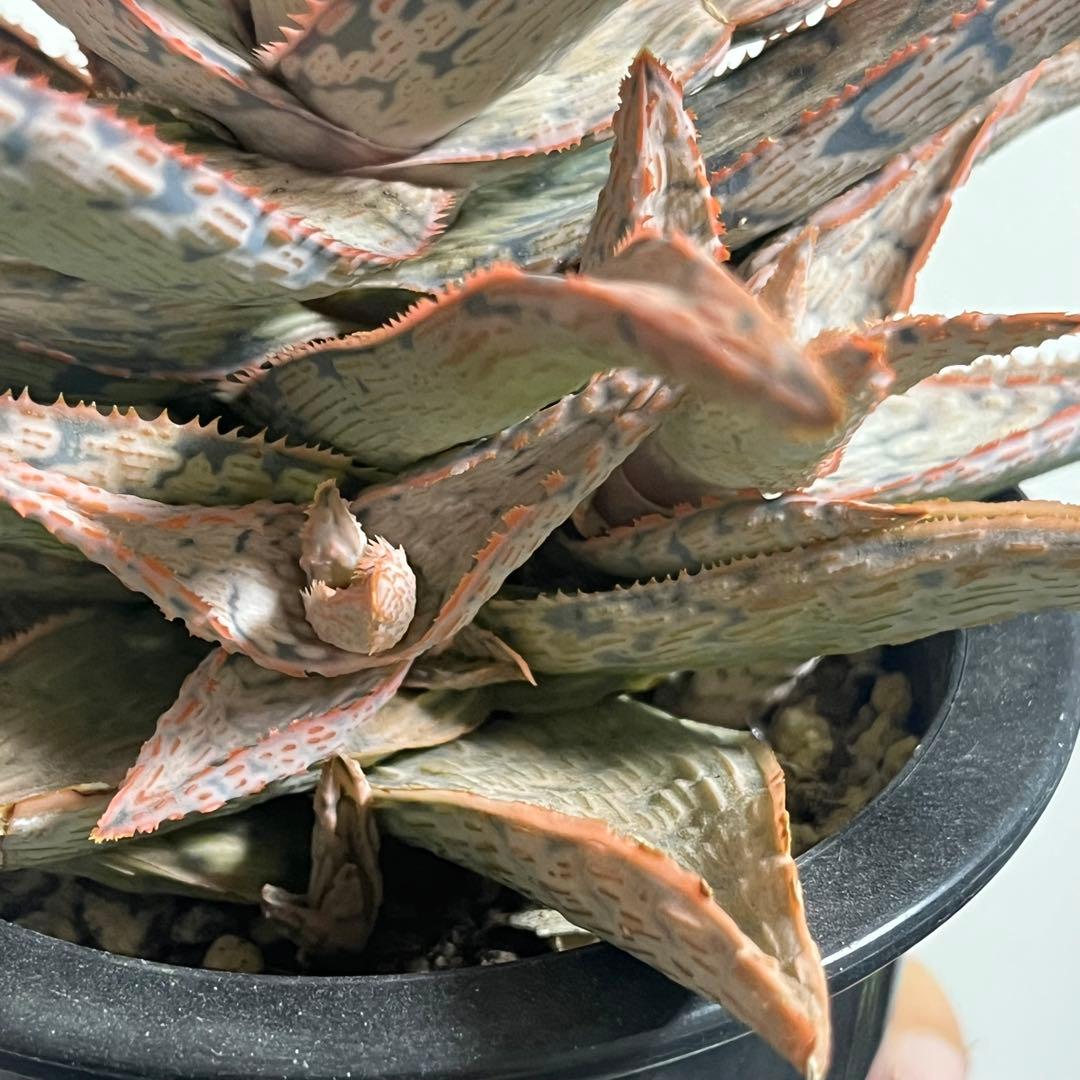 アロエ・TCT•ハイブリッド (Aloe TCT Hybrid)・大株