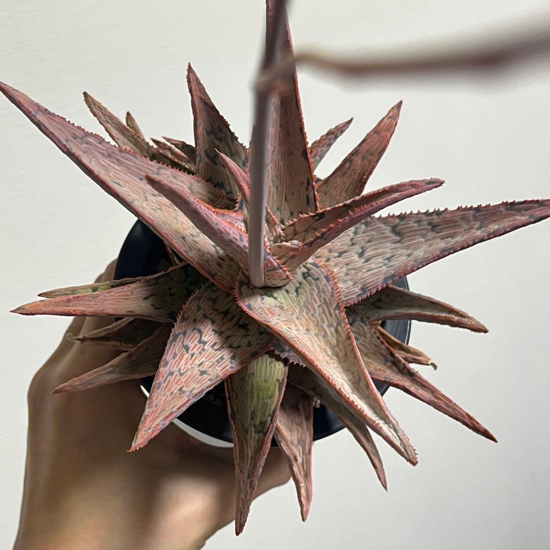 アロエ・TCT•ハイブリッド (Aloe TCT Hybrid)・大株