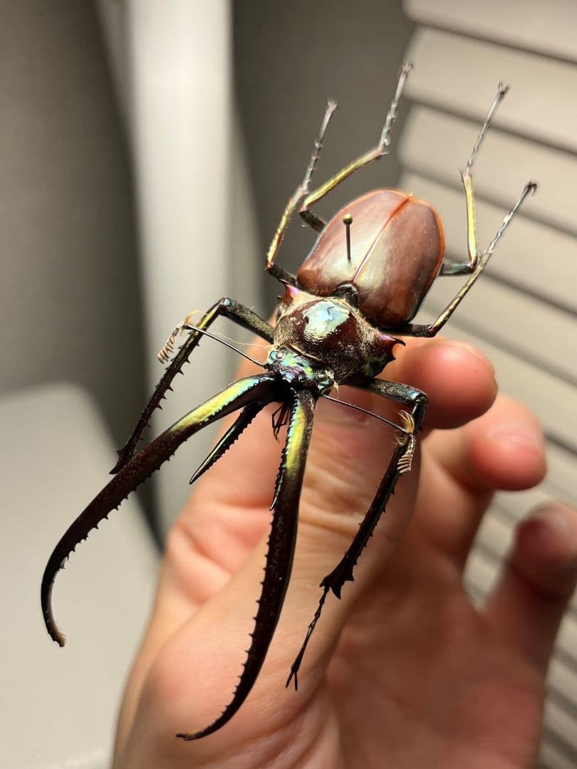 【75mm】チリクワガタ メタリフェルホソアカクワガタ Wild 昆虫標本