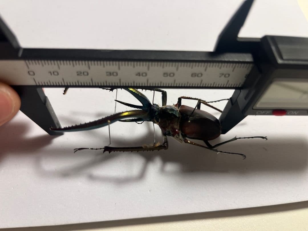 【75mm】チリクワガタ メタリフェルホソアカクワガタ Wild 昆虫標本