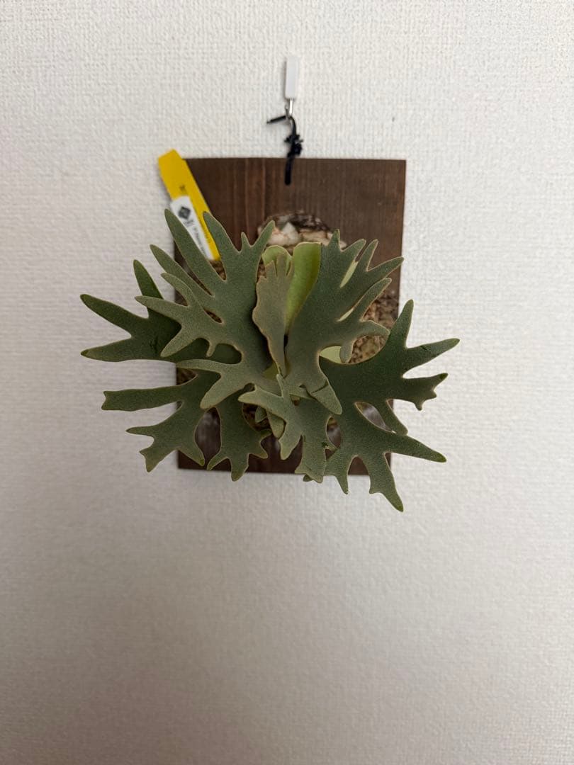 ビカクシダ P.willinckii Nano spore