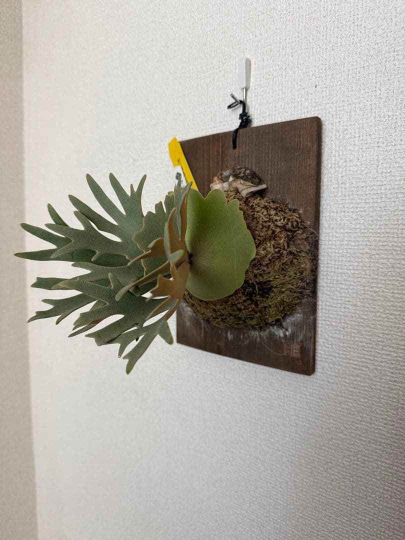 ビカクシダ P.willinckii Nano spore