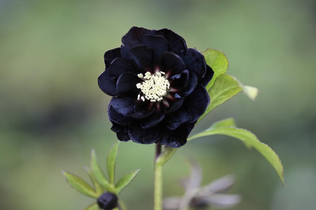 クリスマスローズ 開花株 八咫烏hyb