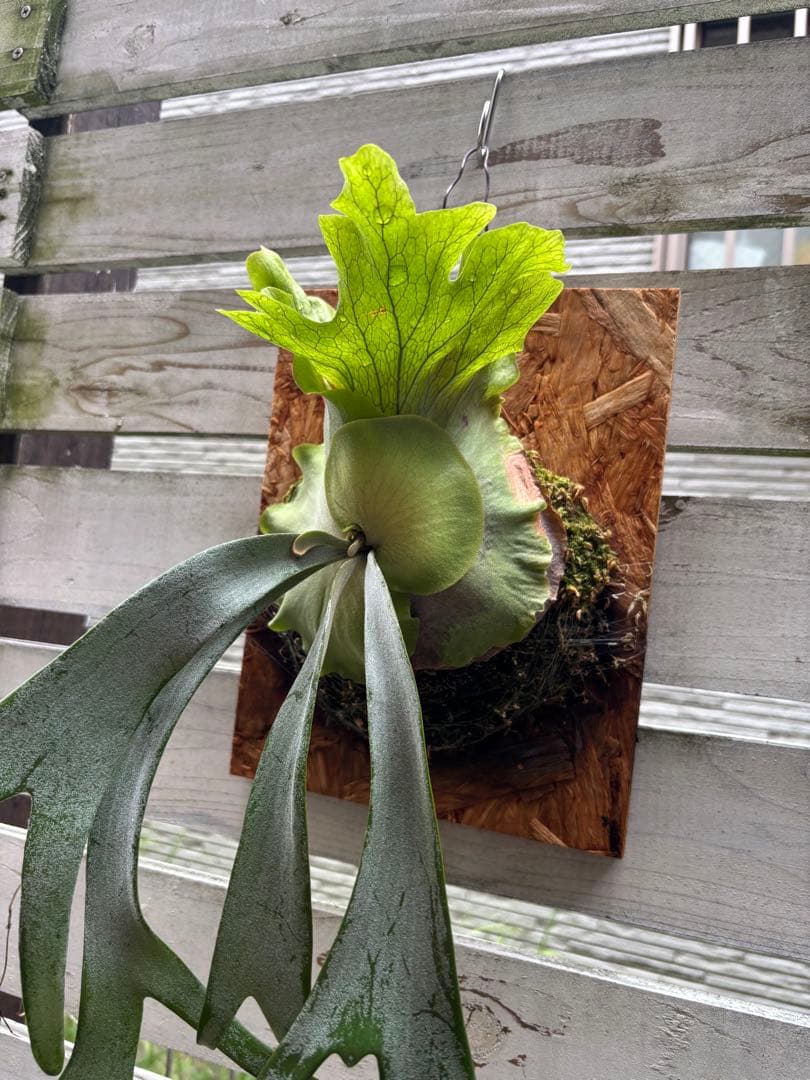 P. willinckii cianjur 板付け　 ウィリンキーチアンジュール