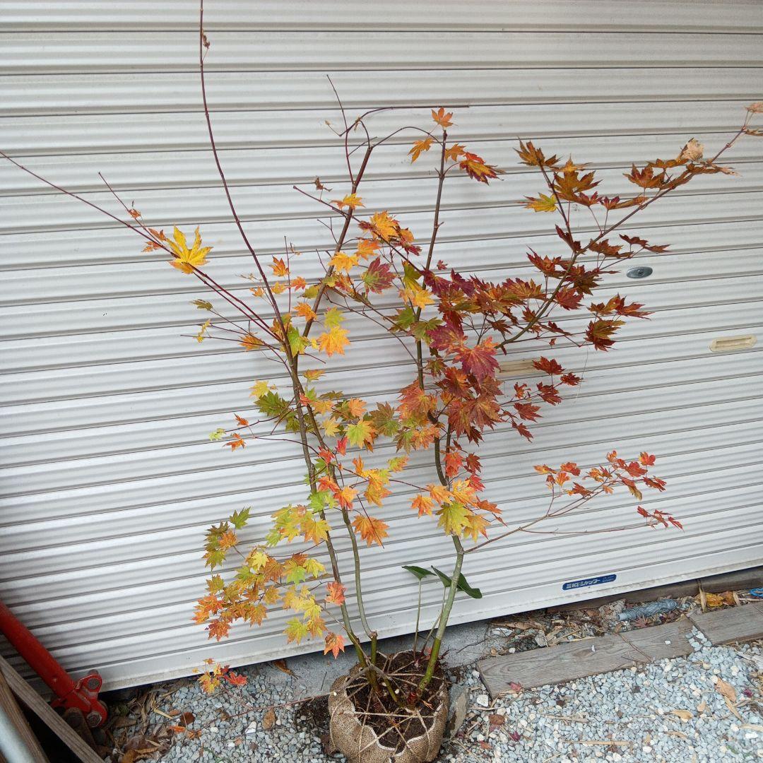 コハウチワカエデ　株立　山採り