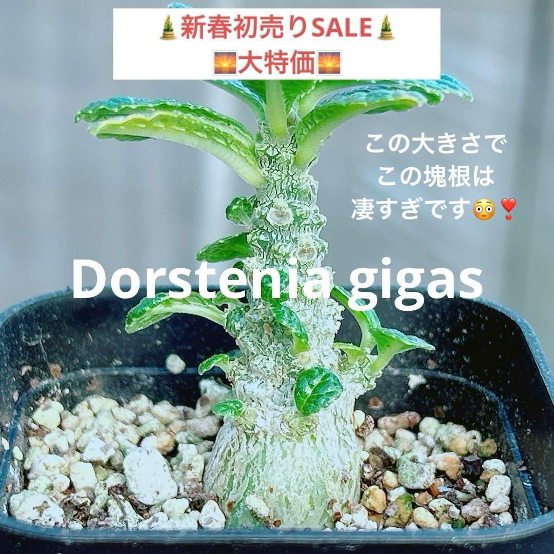 【将来有望★超選抜株★早い者勝ち】　ドルステニア　ギガス　実生　鉢のまま発送38
