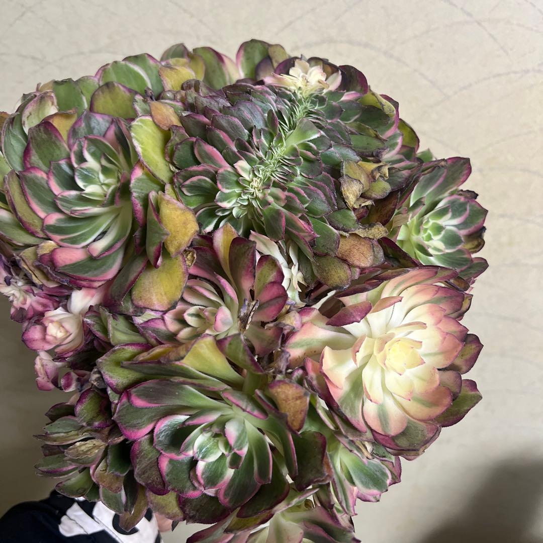 多肉植物。 キューピッド法師錦綴化