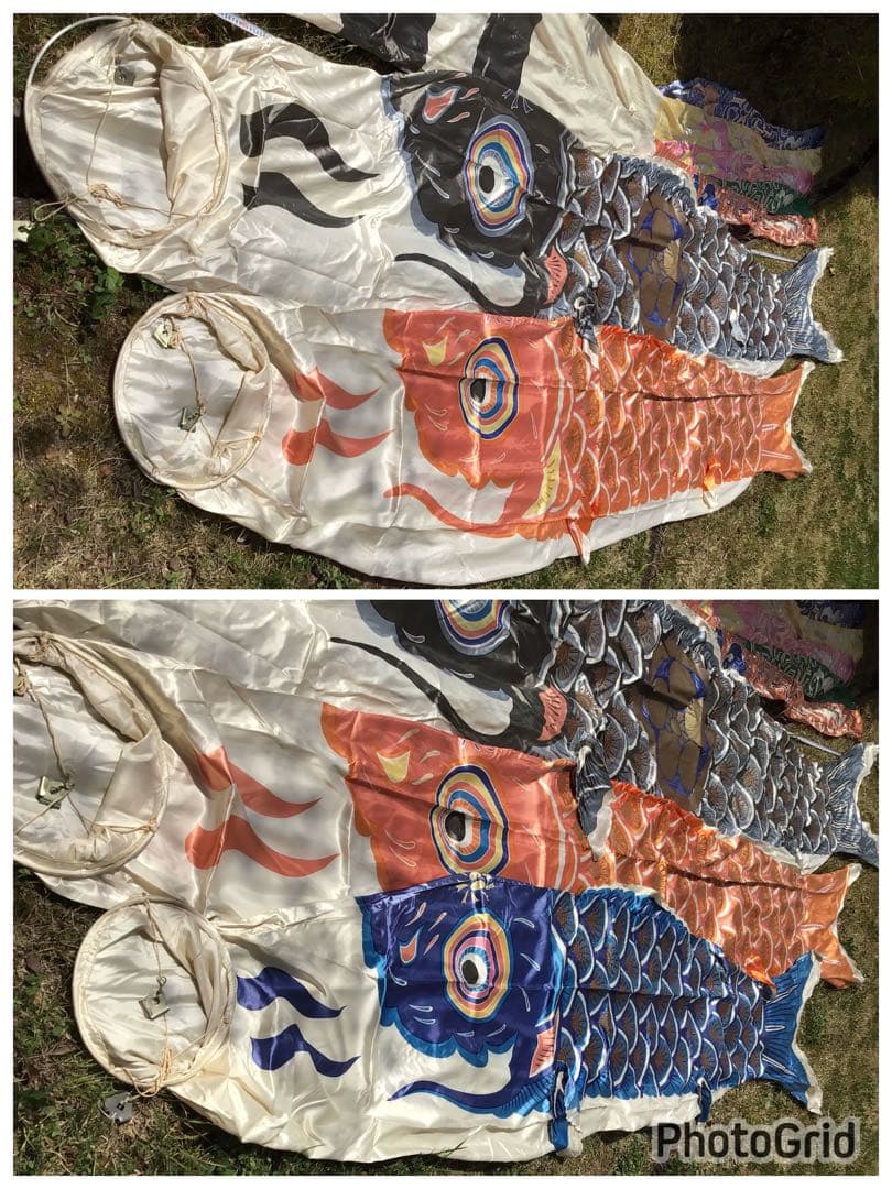 ●逸品〓旧家整理品●高級 鯉のぼり●幸正監修・飛翔之鯉『大利』6M●家紋丸に梅鉢