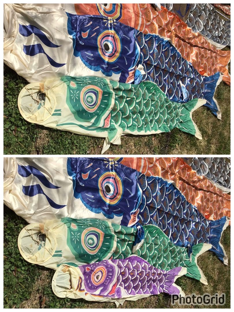 ●逸品〓旧家整理品●高級 鯉のぼり●幸正監修・飛翔之鯉『大利』6M●家紋丸に梅鉢