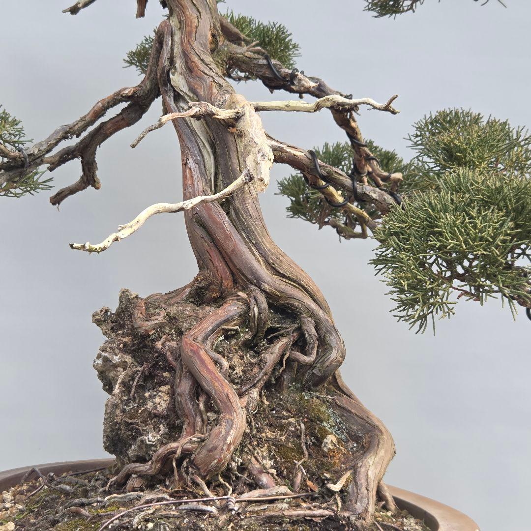 真柏　[石付き模様木]　大品盆栽