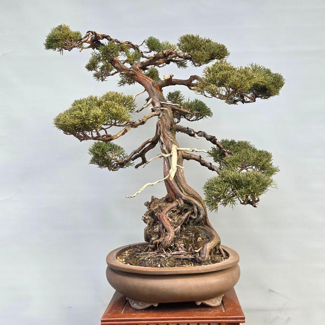 真柏　[石付き模様木]　大品盆栽