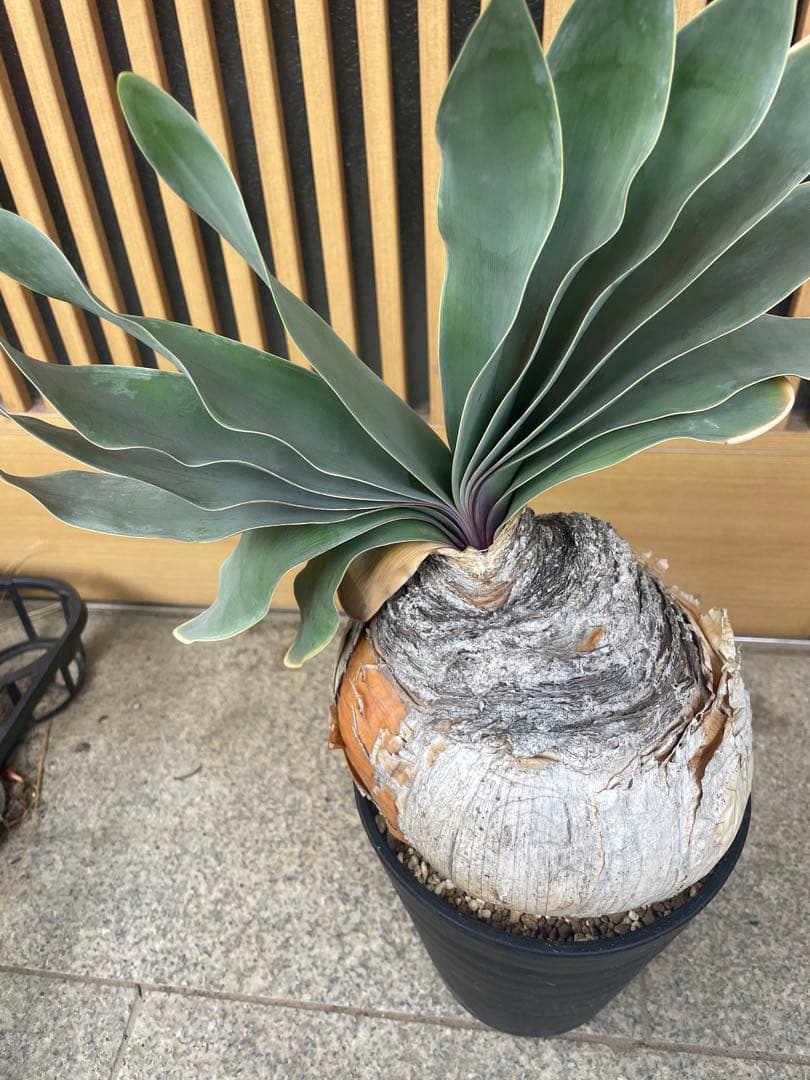 ブーファン ハエマンソイデス