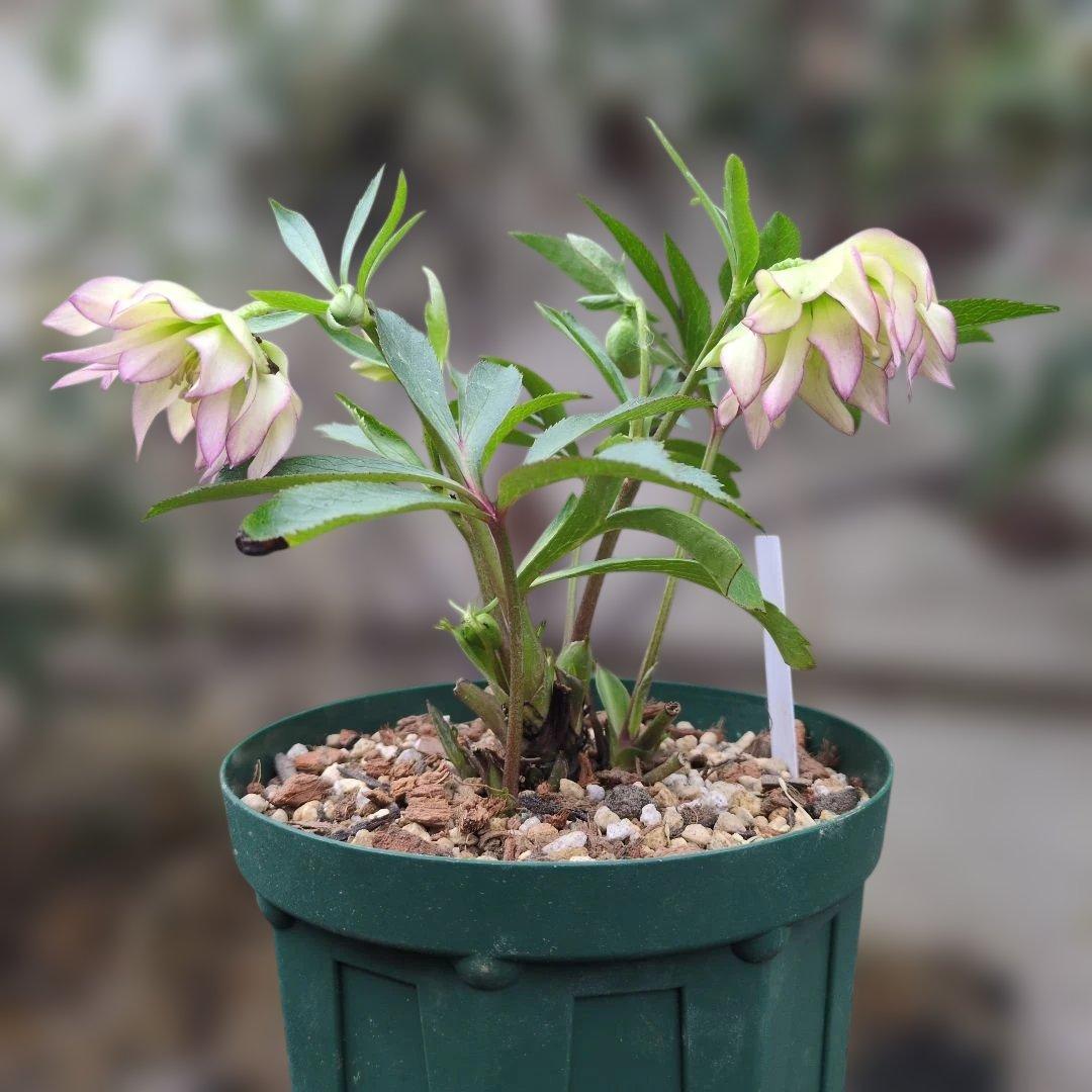 K*o様 大木ナーセリー❤️ クリスマスローズ❤️ ヘルツェ✕ヒデ交配❤️