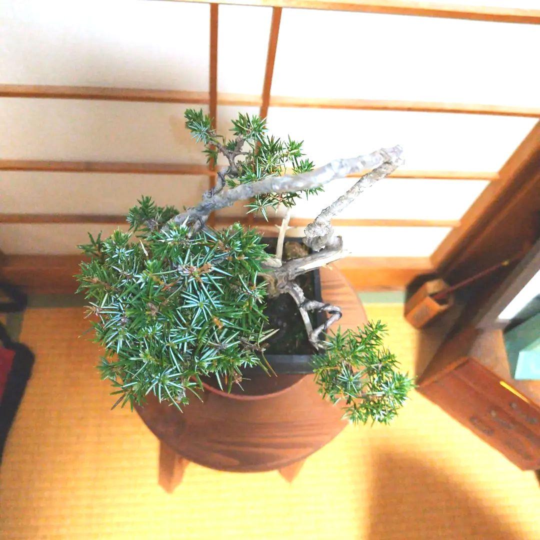 盆栽 杜松（ネズミサシ）Ｂ 変わり木　黒釉薬切立切足正方鉢