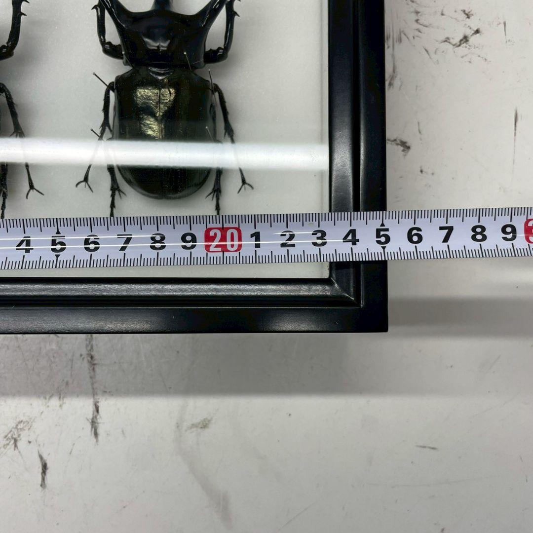 R◆タイリクコーカサス2匹　昆虫標本