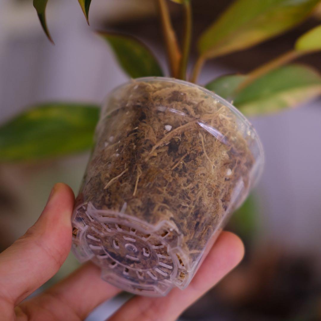 フィロデンドロン・レッドコンゴ │ Philodendron Red Congo