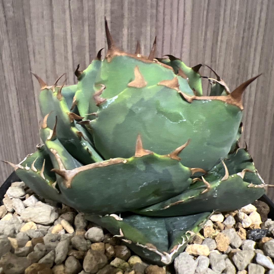 アガベ　ジャガーノート　斑入り