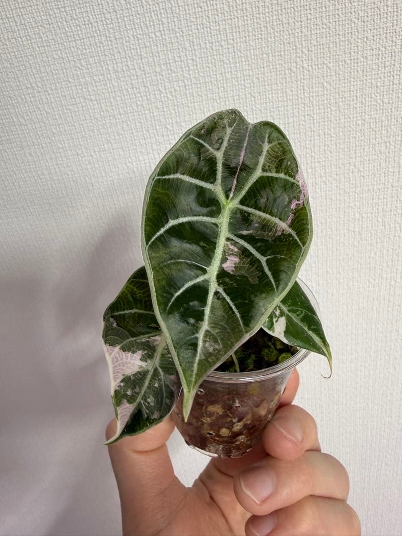 アロカシア　ワトソニアナピンク斑入り