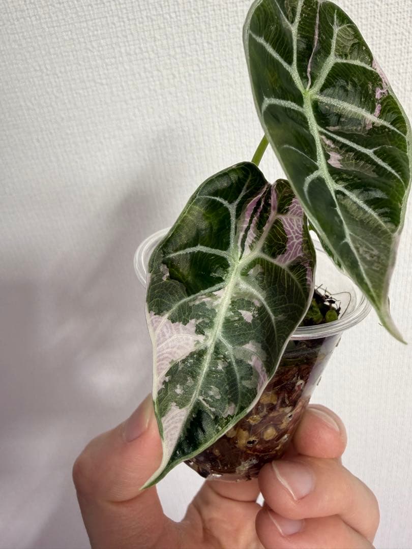 アロカシア　ワトソニアナピンク斑入り