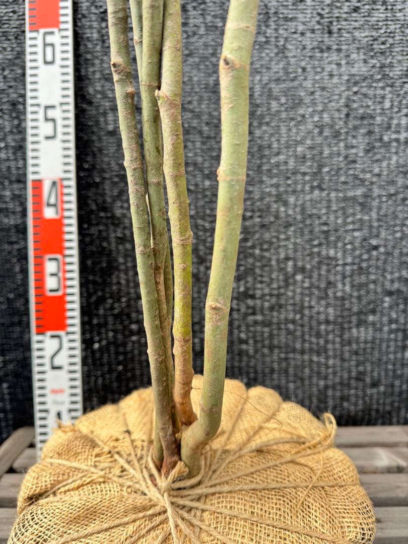 山採り　ヤマモミジ　株立ち　美幹　自然樹形　【品番3498】