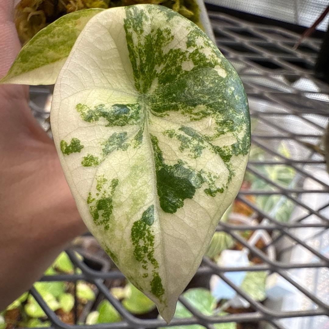 w*）様 美株 アロカシア シヌアータ アルボ