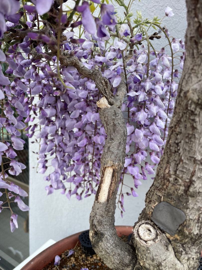 PALページ　藤　黒龍藤