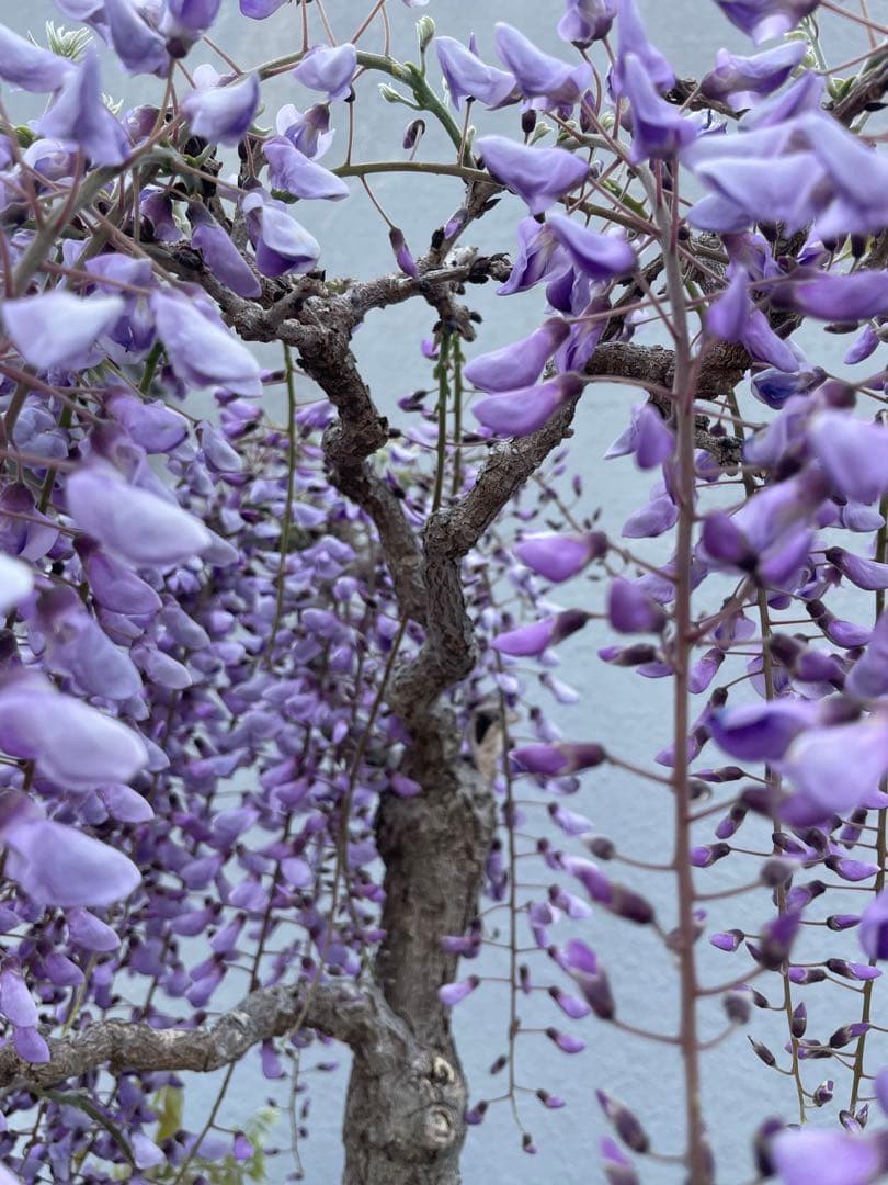 PALページ　藤　黒龍藤