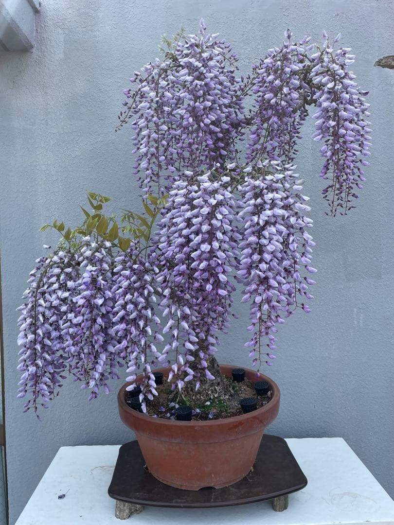 PALページ　藤　黒龍藤