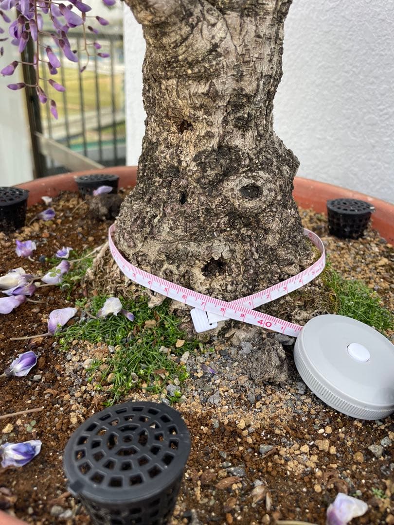 PALページ　藤　黒龍藤