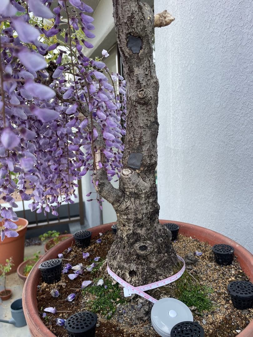 PALページ　藤　黒龍藤