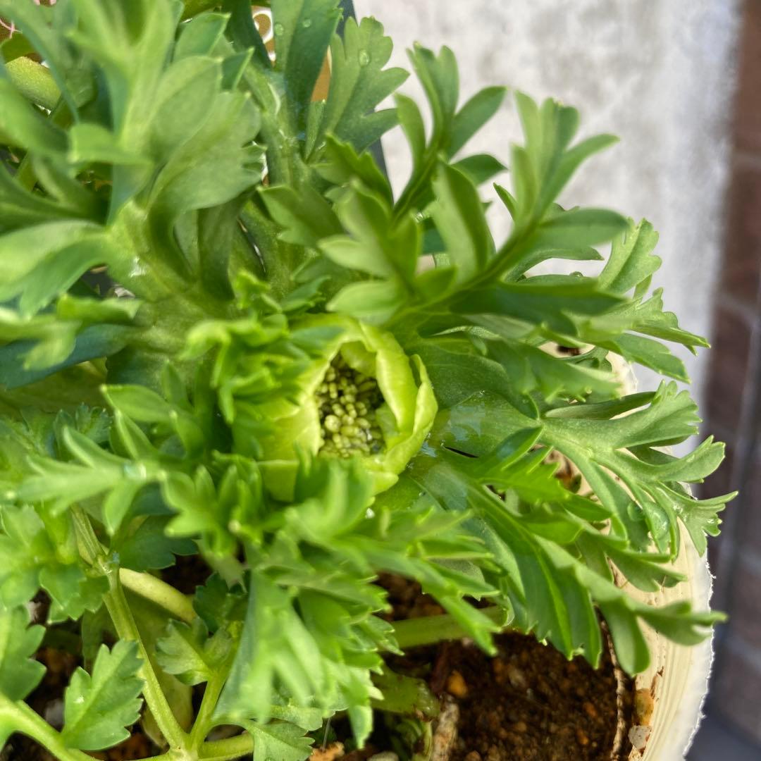 アネモネ　ミストラル　3寸ポット苗　mi-様 　ご確認用です。