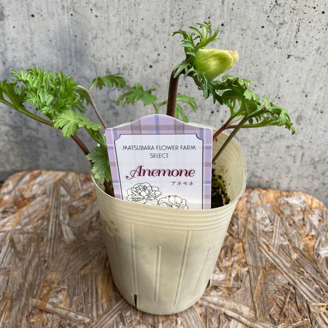 アネモネ　ミストラル　3寸ポット苗　mi-様 　ご確認用です。