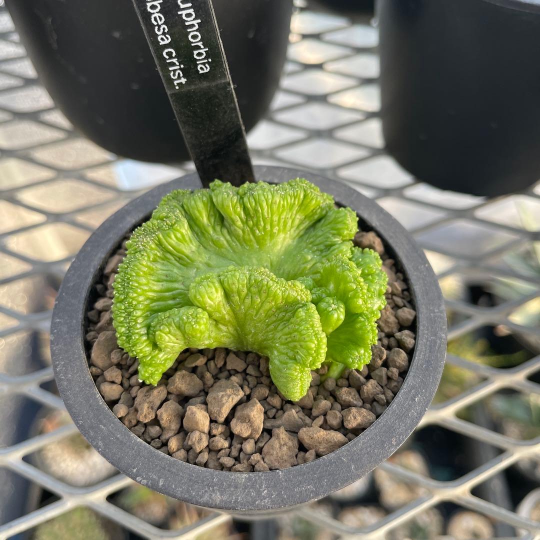 ユーフォルビア オベサ 綴化 扇タイプ 2号ブラックポット