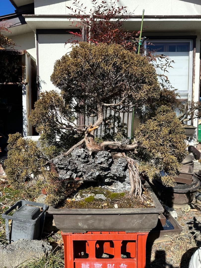 真柏(石付き) 根上がり　山木　山採り後50年　引取限定　自社配送可能　要相談