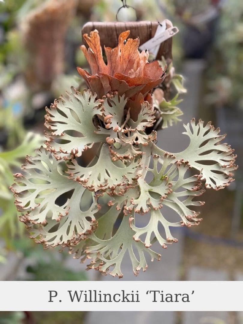 ビカクシダ P. Willinckii Tiara Sporeling