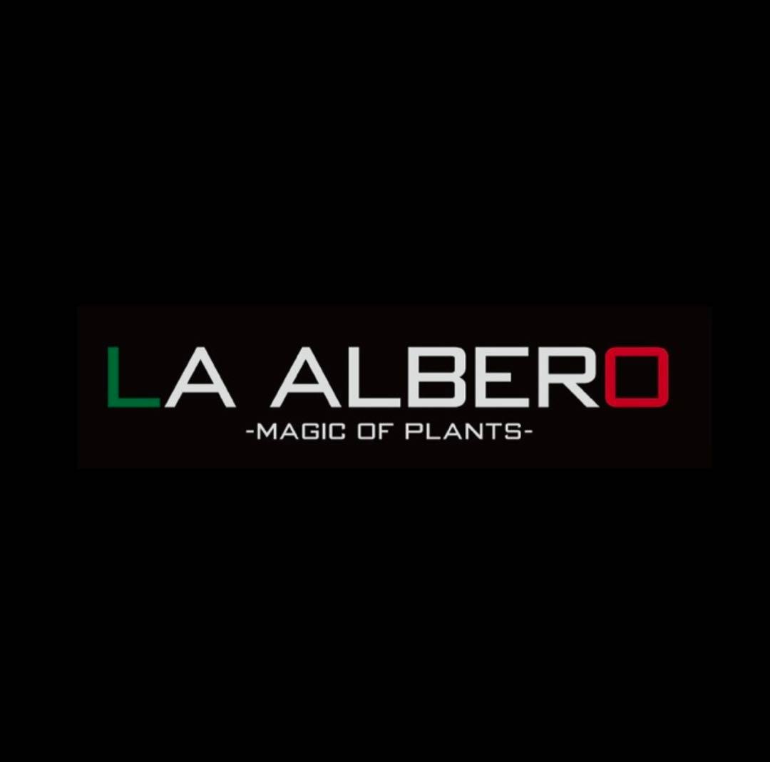 LA ALBERO ロストラータ専門店　上級根巻き個体