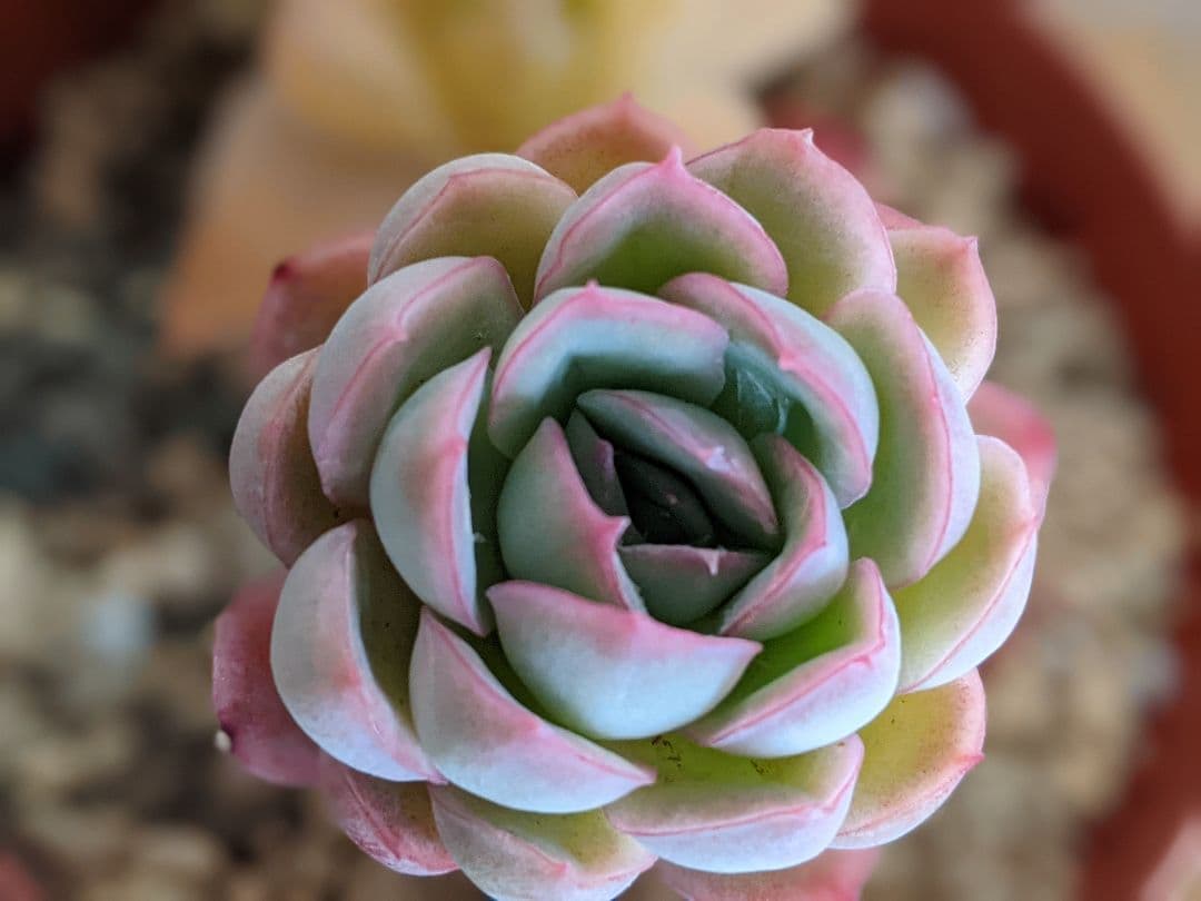 多肉植物　抜き苗　ラズベリーアイス＆ハオルチア