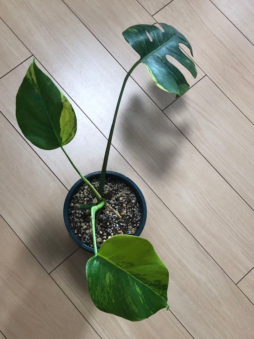 モンステラ デリシオーサ イエローマリリン 斑入り