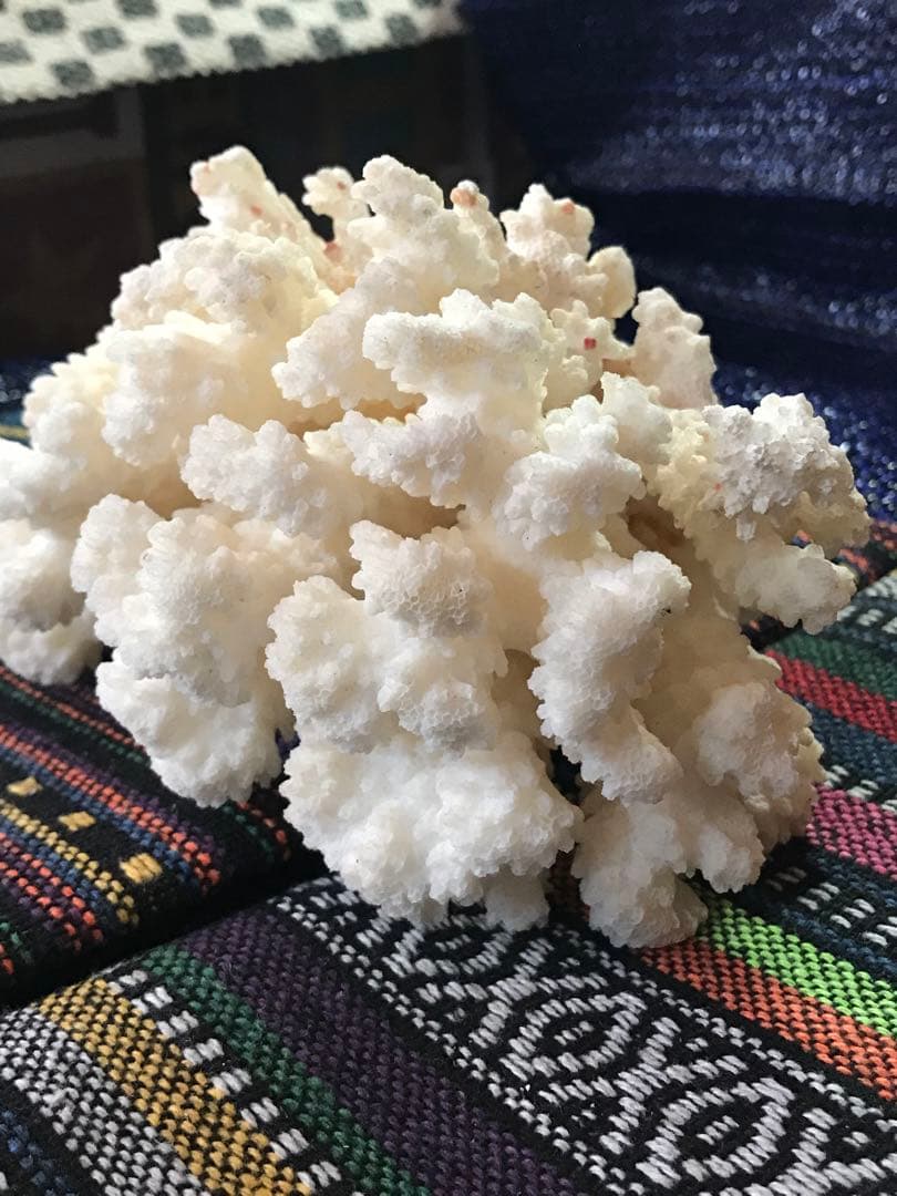 ◉台湾産【白珊瑚/ホワイトコーラル】原木[411