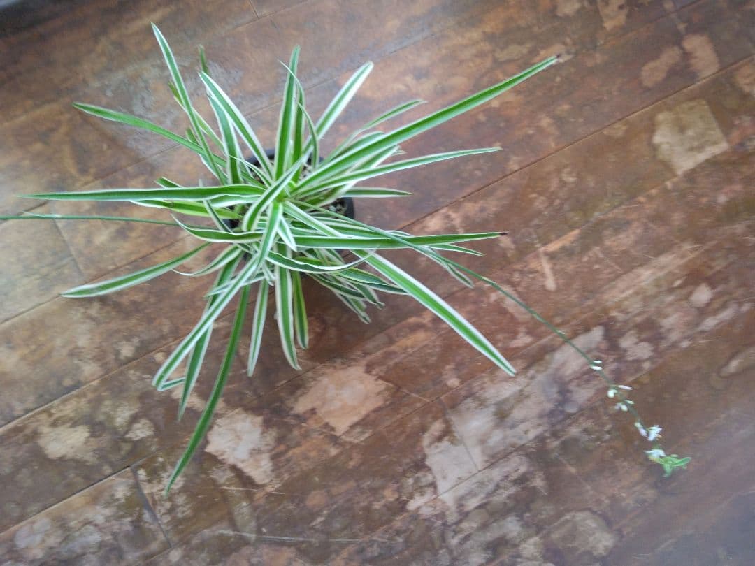 新品　観葉植物　オリヅルラン　5株付いています