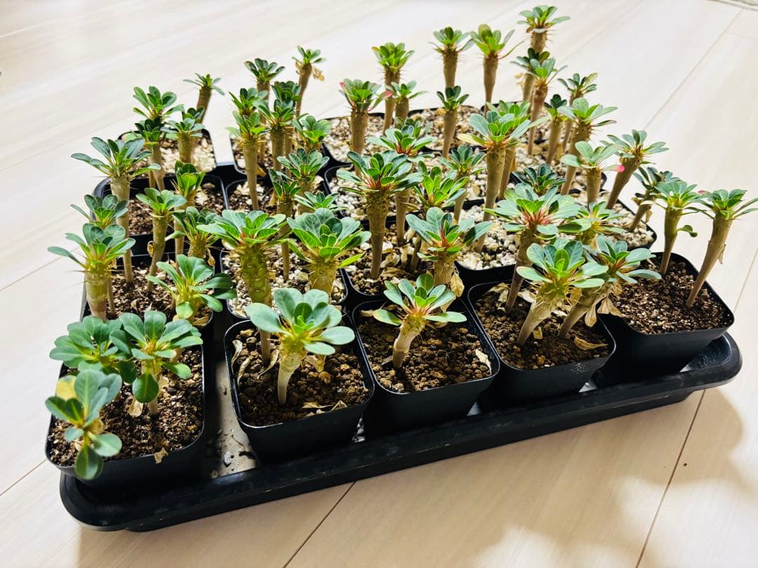 【抜き苗　実生　10本】greenhiroshi