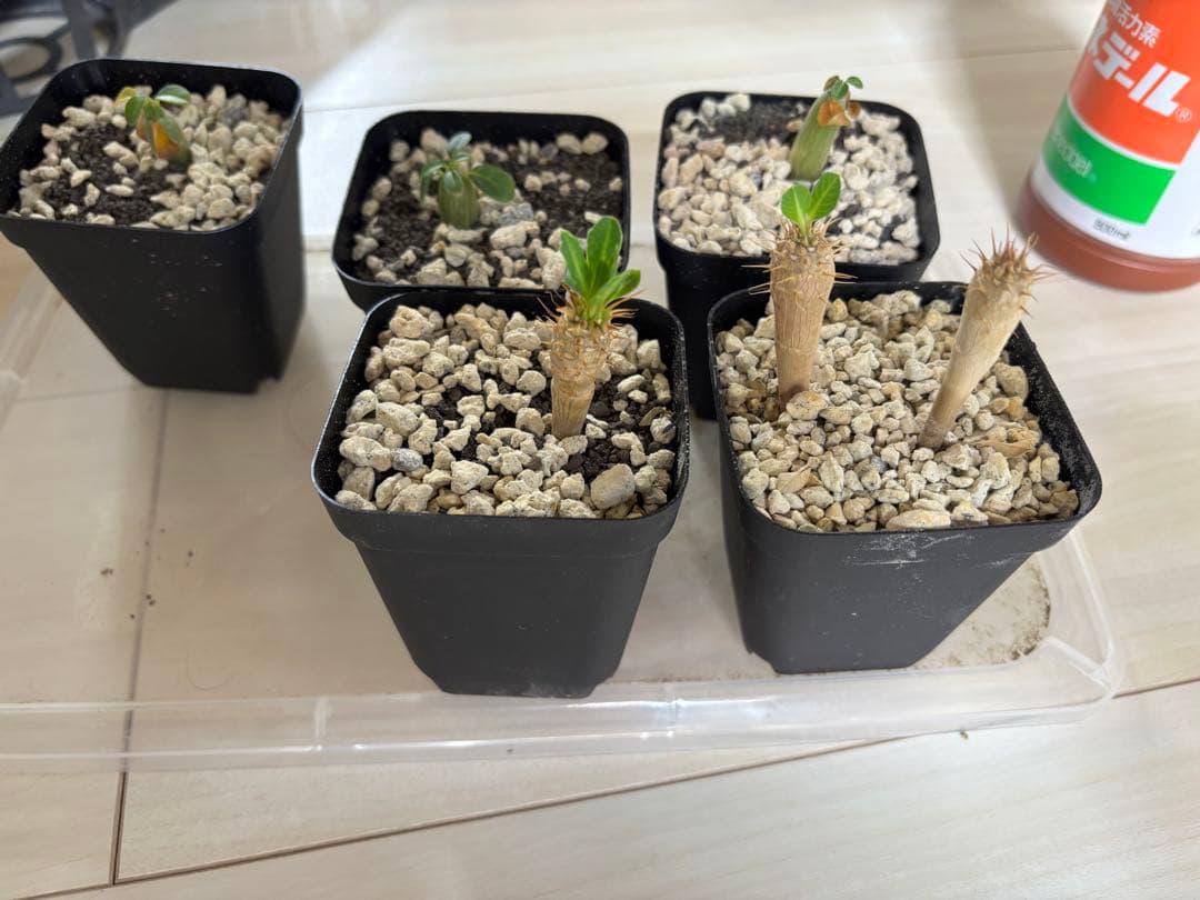 【抜き苗　実生　10本】greenhiroshi