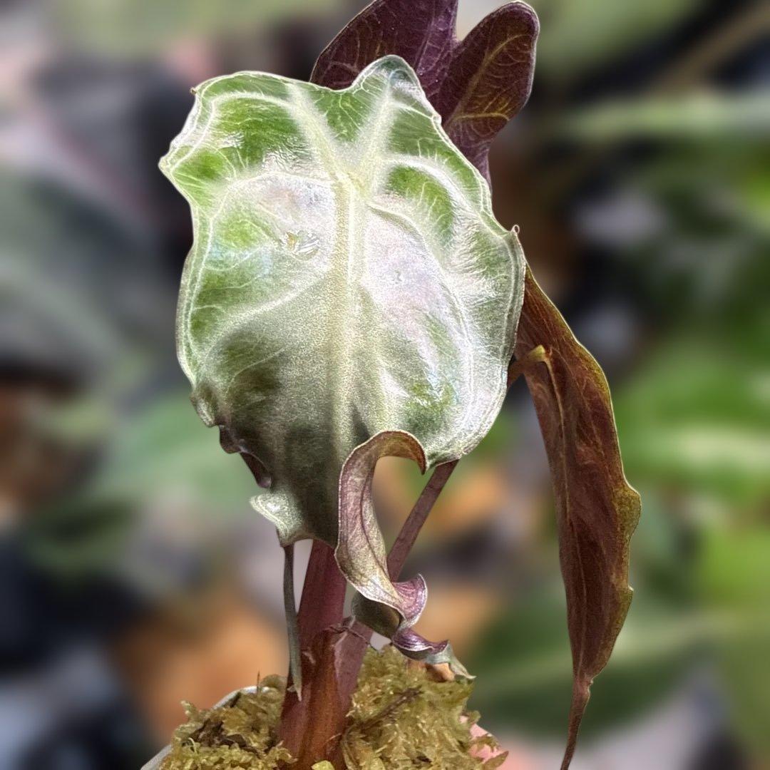 フ*世様 選抜 アロカシア ベノム