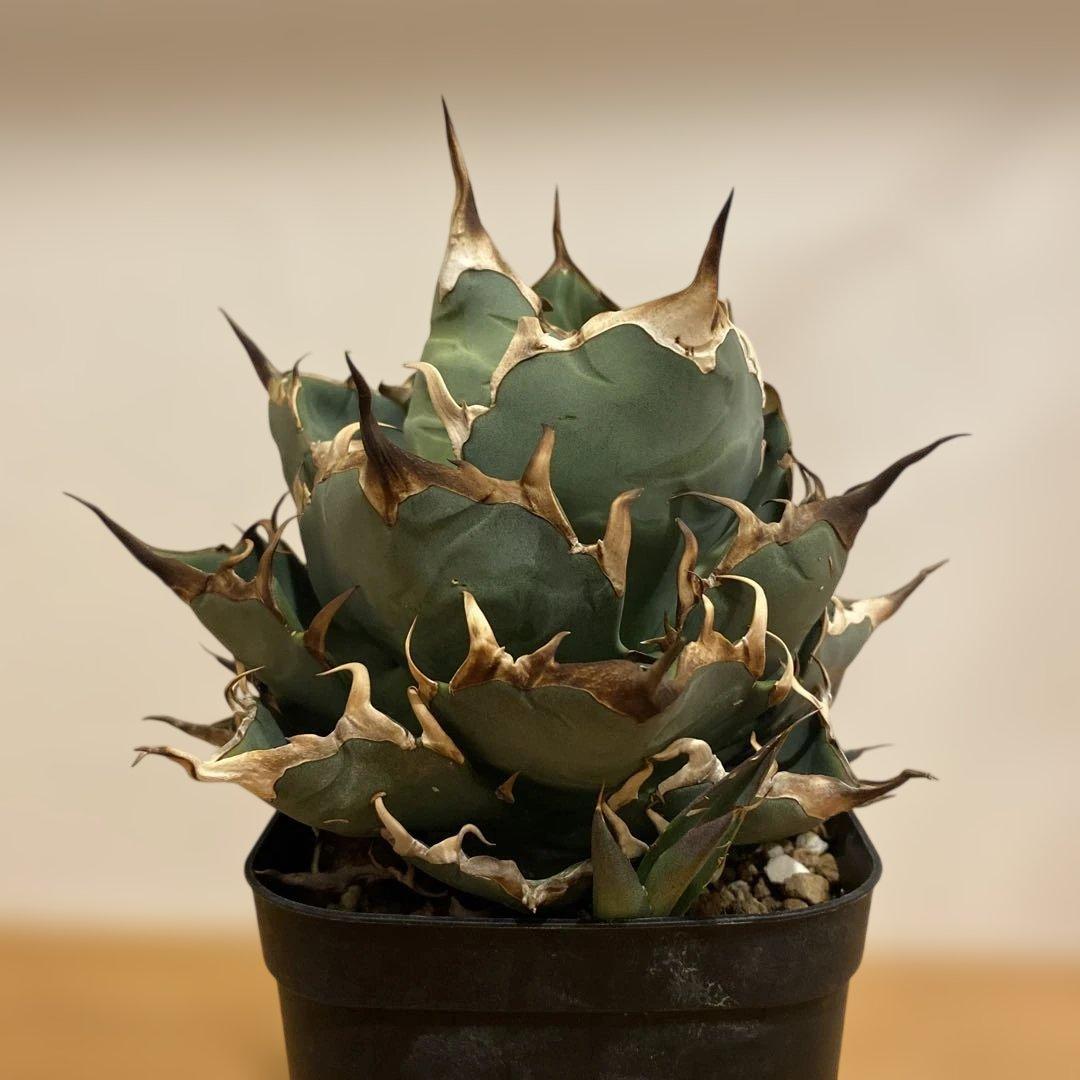 チタノタ　ハデス　親株