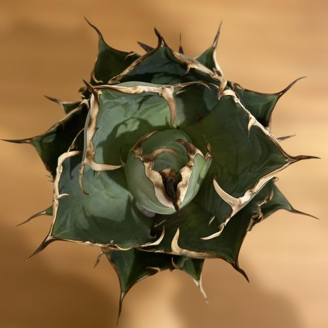 チタノタ　ハデス　親株