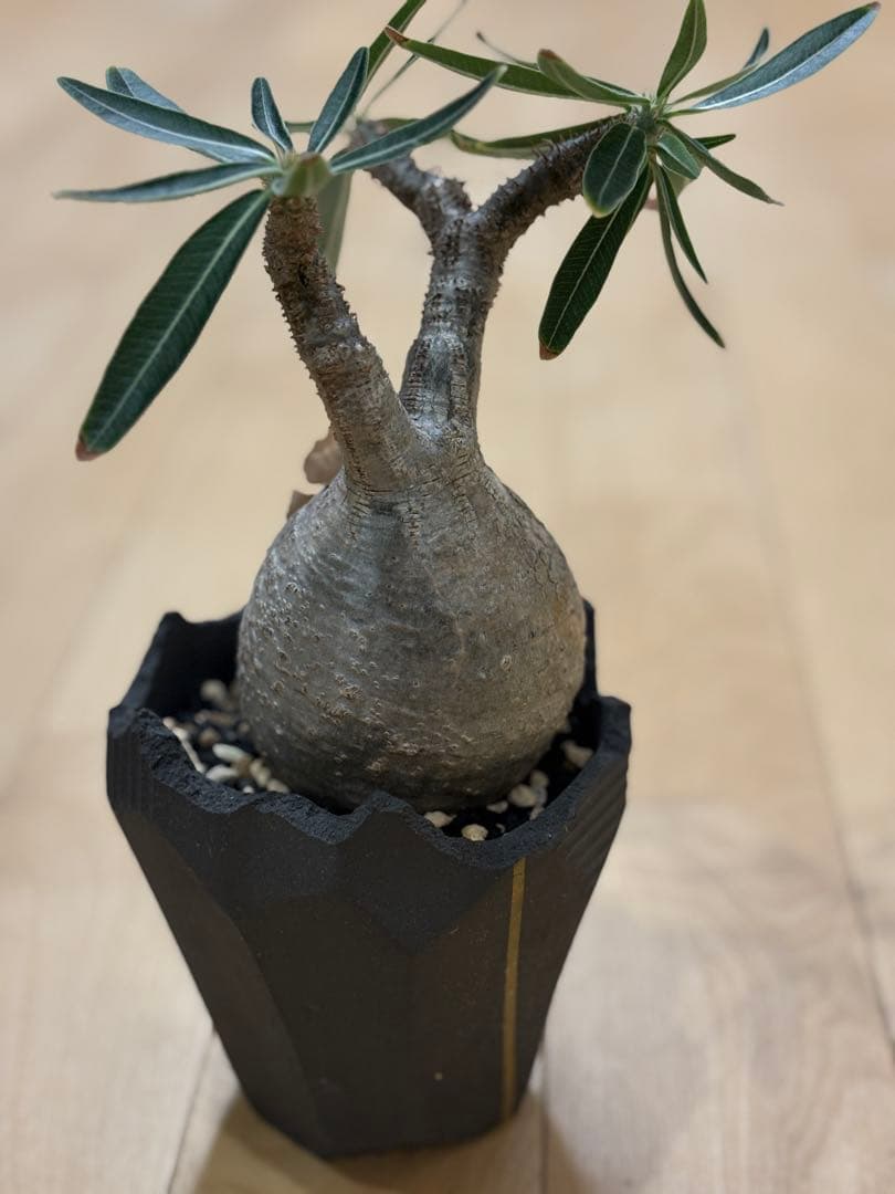 11月14日現在　パキポディウム　グラキリス　現地株