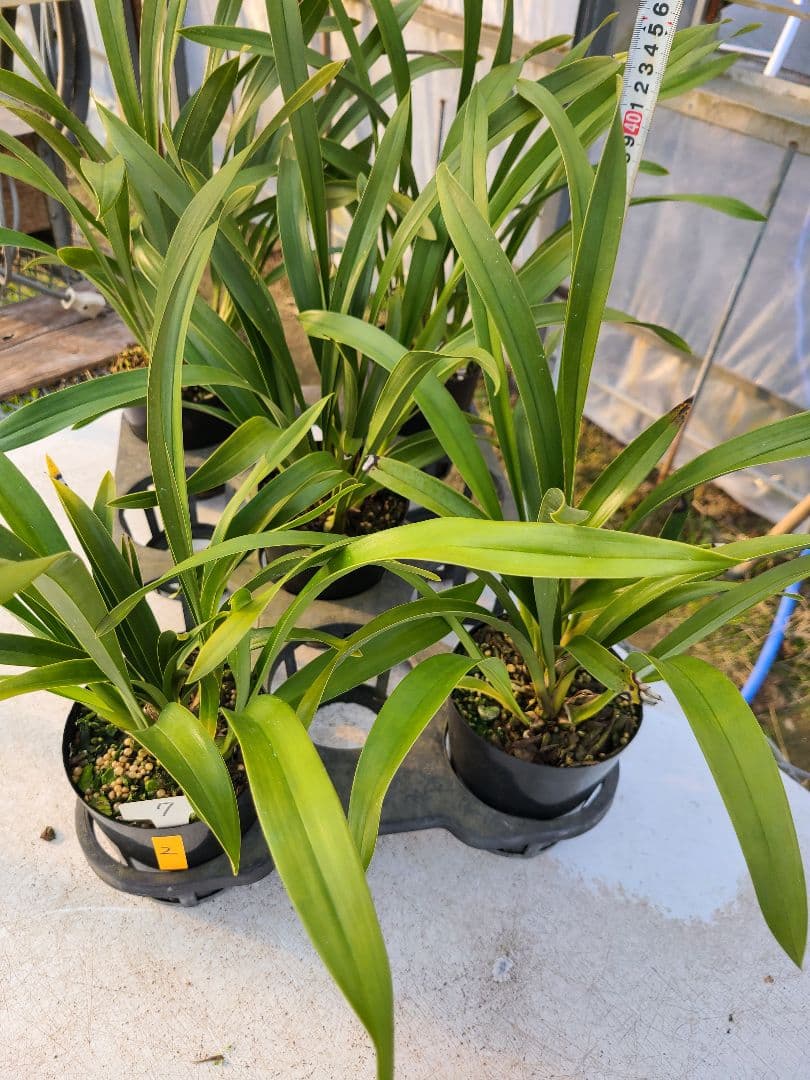 ミスマフェット。花芽2個。5鉢セット。蜜蜂誘引蘭。日本蜜蜂